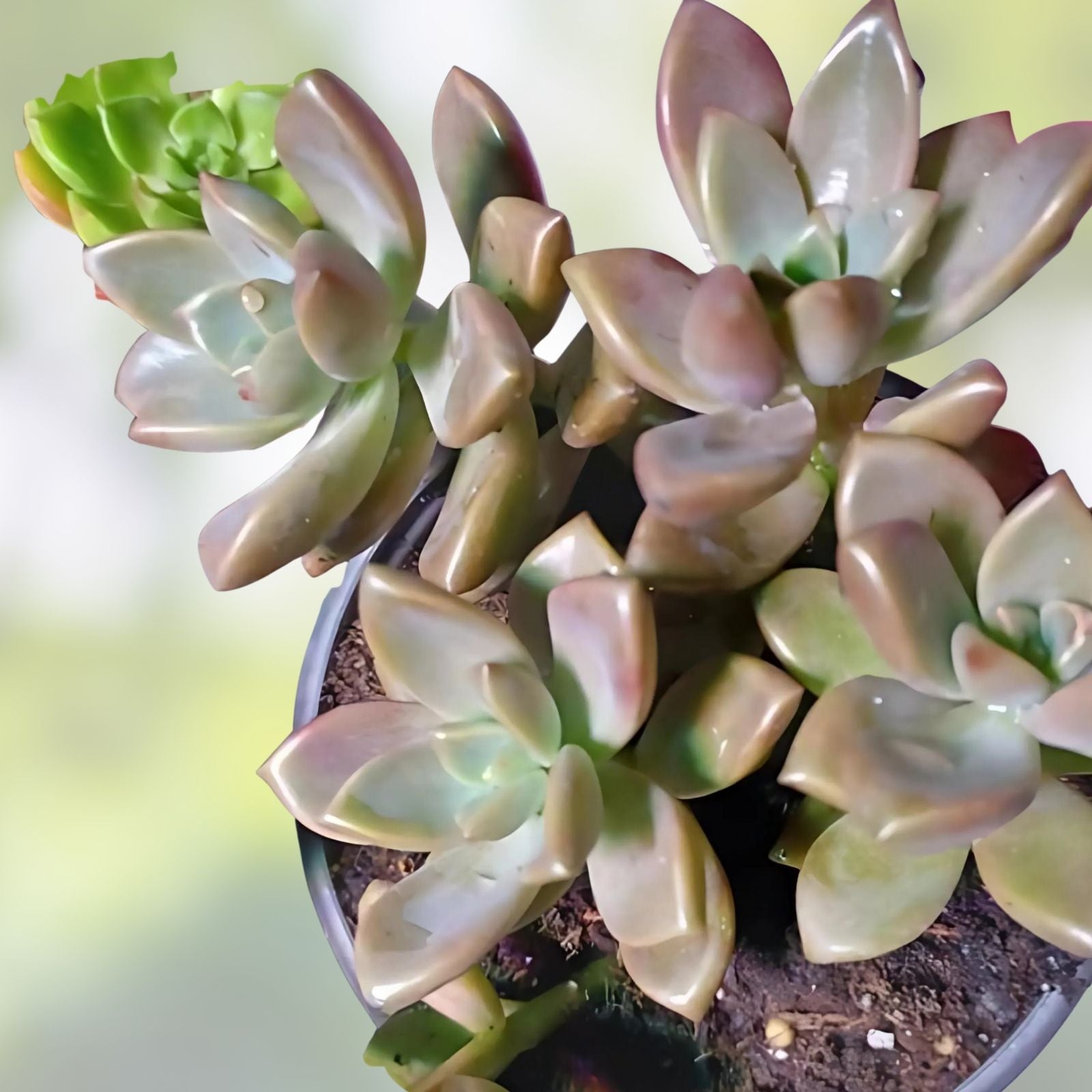 Graptosedum Alpenglow Bronze Succulent Live Plant 2-inch Houseplant, Indoor Decor, Gift, Starter Plant