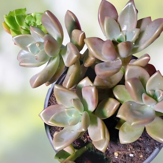 Graptosedum Alpenglow Bronze Succulent Live Plant 2-inch Houseplant, Indoor Decor, Gift, Starter Plant