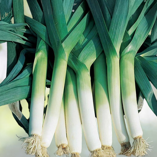 Heirloom Leek Seeds American Flag Variety, Allium ampeloprasum, 25+ starter plants, vegetable seeds, garden, edible, culinary, fresh flavor
