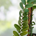 Marcgravia sp. Peru Live Plant Cutting 10-Leaf Terrarium Houseplant Indoor Decor