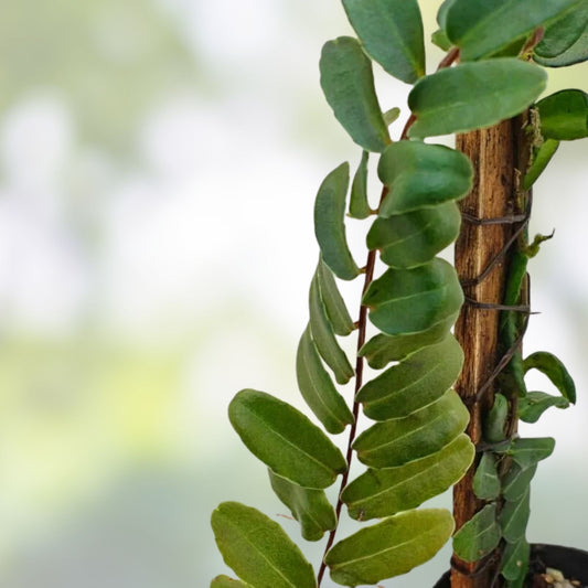 Marcgravia sp. Peru Live Plant Cutting 10-Leaf Terrarium Houseplant Indoor Decor