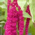 Amaranthus Caudatus Seeds - Red Love-Lies-Bleeding Flower Seeds for Garden, Landscaping, Cut Flowers, Live Plant, Starter Plant