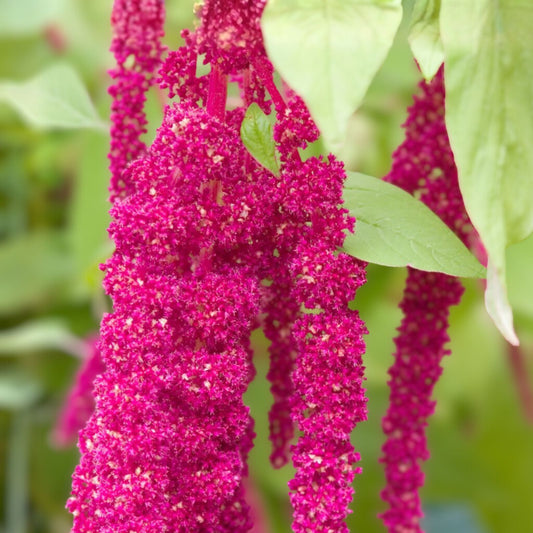 Amaranthus Caudatus Seeds - Red Love-Lies-Bleeding Flower Seeds for Garden, Landscaping, Cut Flowers, Live Plant, Starter Plant