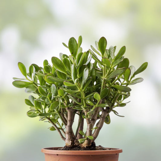 Jade Plant Succulent Cutting 0.75-1 Inch Crassula ovata Live Houseplant Two Pieces Easy Care Indoor Plant