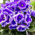 African Violet Leaves 2 Pack - Saintpaulia ionantha Live Plant Cuttings for Propagation, Houseplant Starter