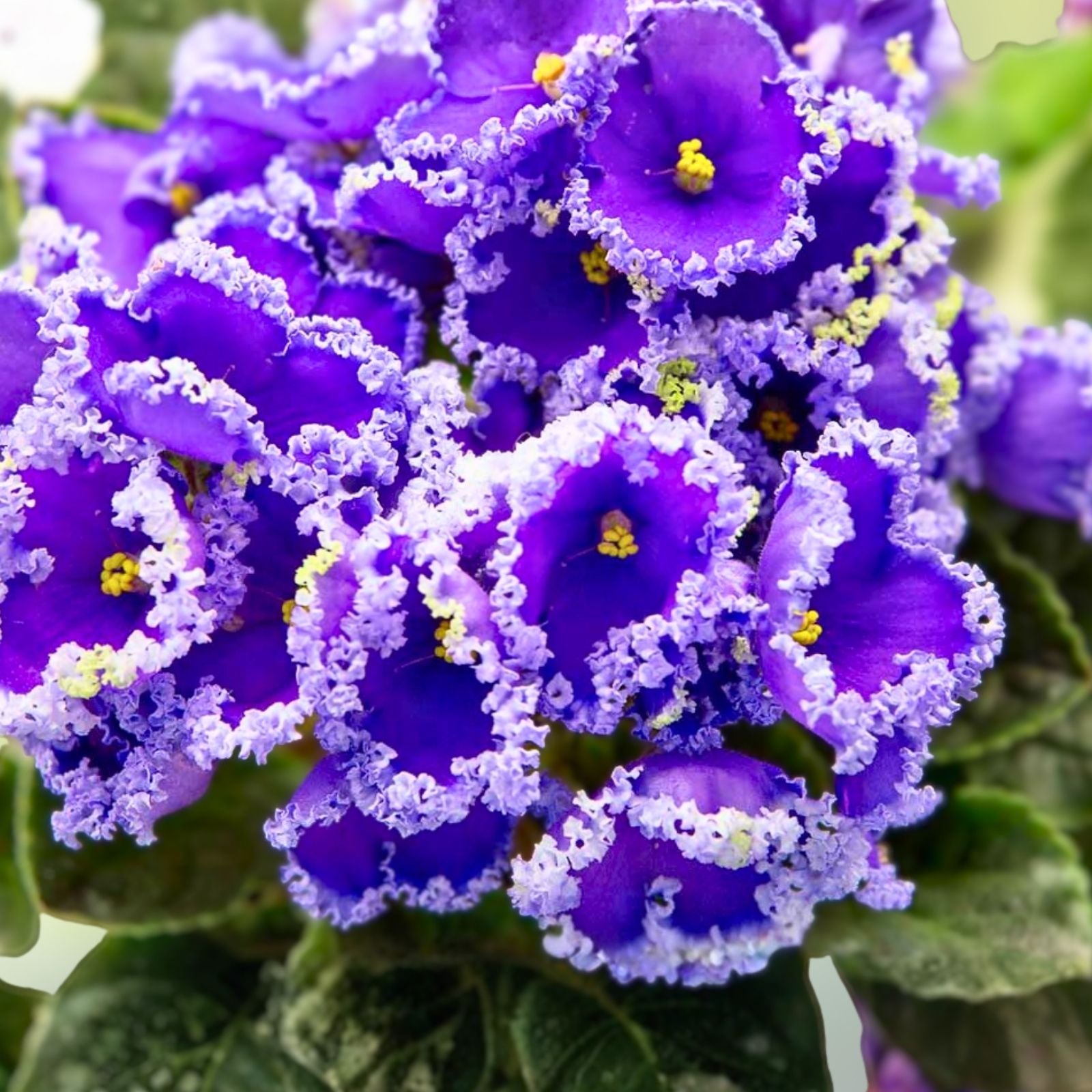 African Violet Leaves 2 Pack - Saintpaulia ionantha Live Plant Cuttings for Propagation, Houseplant Starter