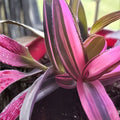 Tradescantia Nanouk Cuttings – Live Plant Starter, Pink Green White Foliage, Houseplant, Propagation Stem Cuttings