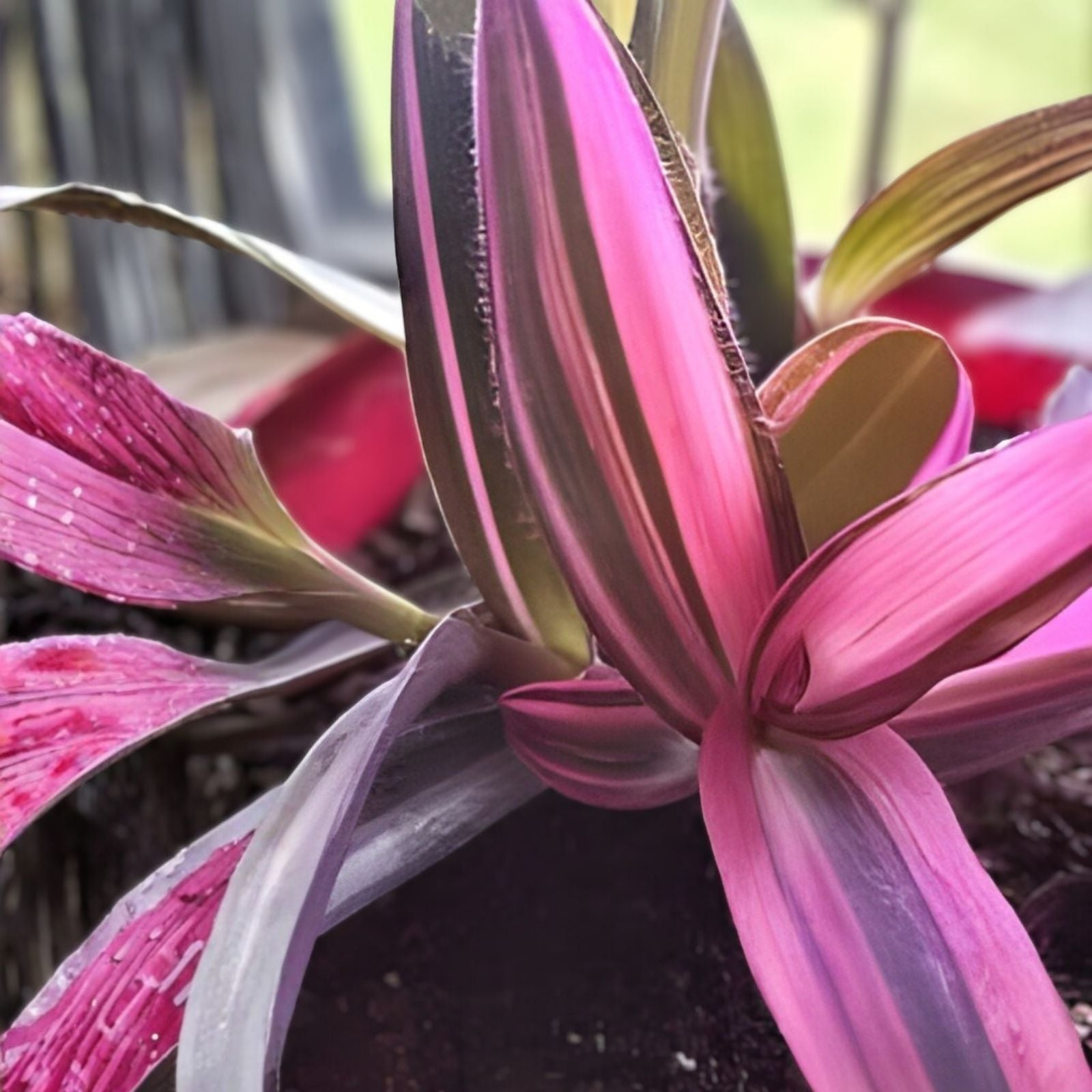 Tradescantia Nanouk Cuttings – Live Plant Starter, Pink Green White Foliage, Houseplant, Propagation Stem Cuttings