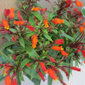 Gloxinia Freshly Cut Leaf Indoor Plant Azure Variety Gloxinia sylvatica - Bloom Haven Nursery
