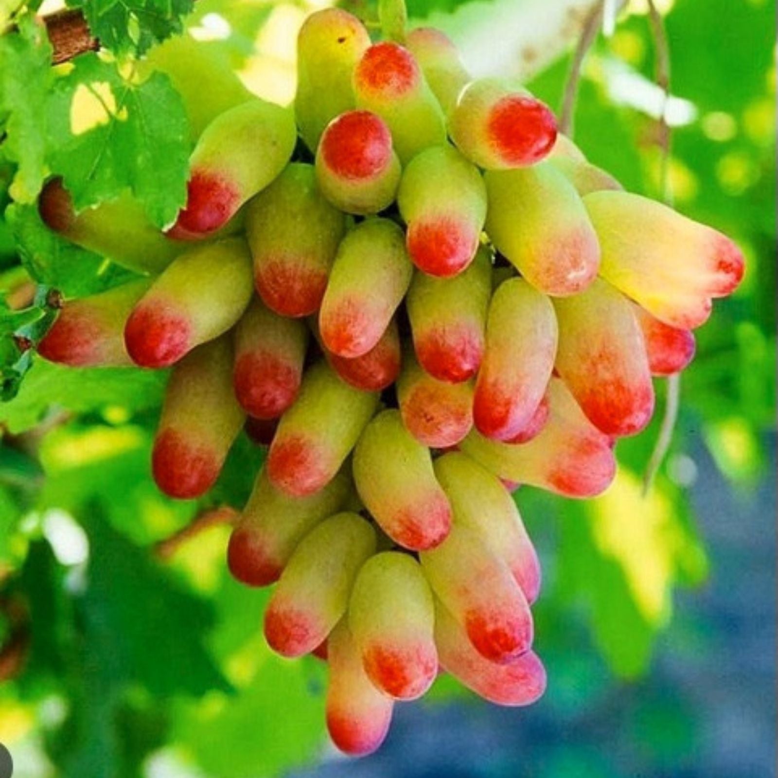 Manicure Fingers Grapes Cuttings Vitis vinifera Live Plant Grape Vine Propagation Starter Bare Root