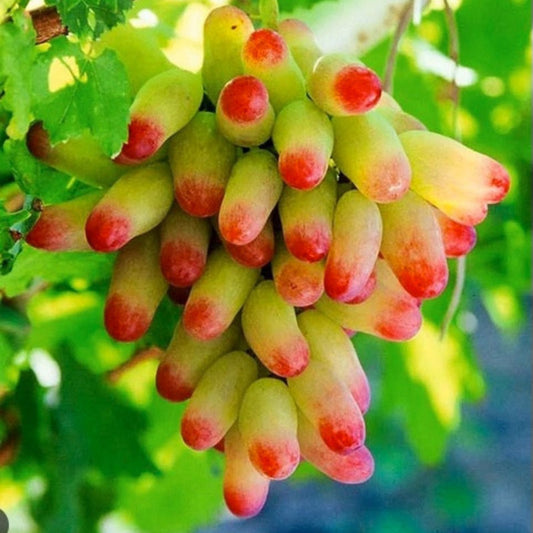 Manicure Fingers Grapes Cuttings Vitis vinifera Live Plant Grape Vine Propagation Starter Bare Root