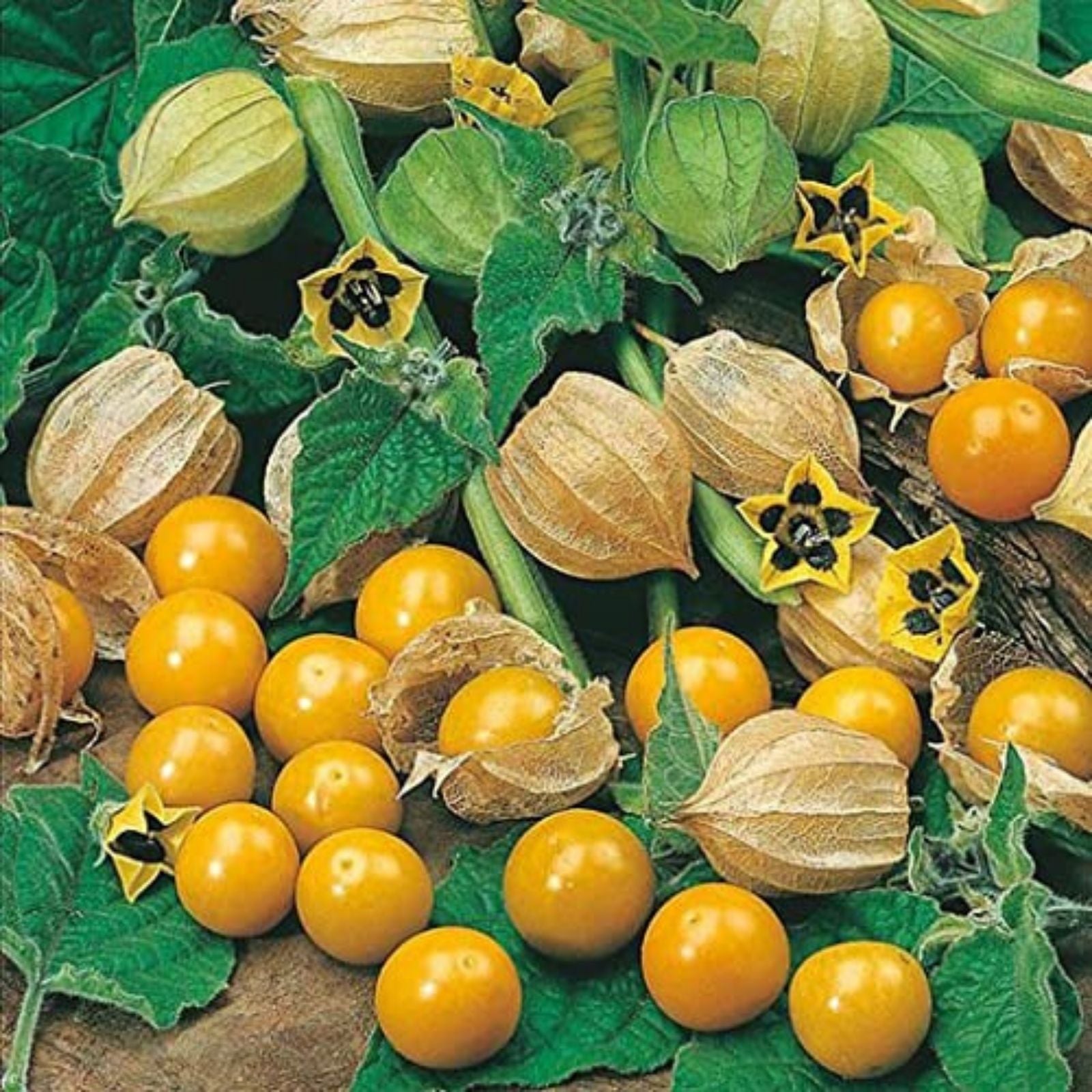 Golden Berry Plant Cuttings Pineapple Variety Physalis peruviana Edible Fruit Starter Plant Garden Container