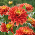 Dahlia Sunset Tropicana Bulb Tuber Orange Peach Yellow Flower Garden Plant Live Bulb