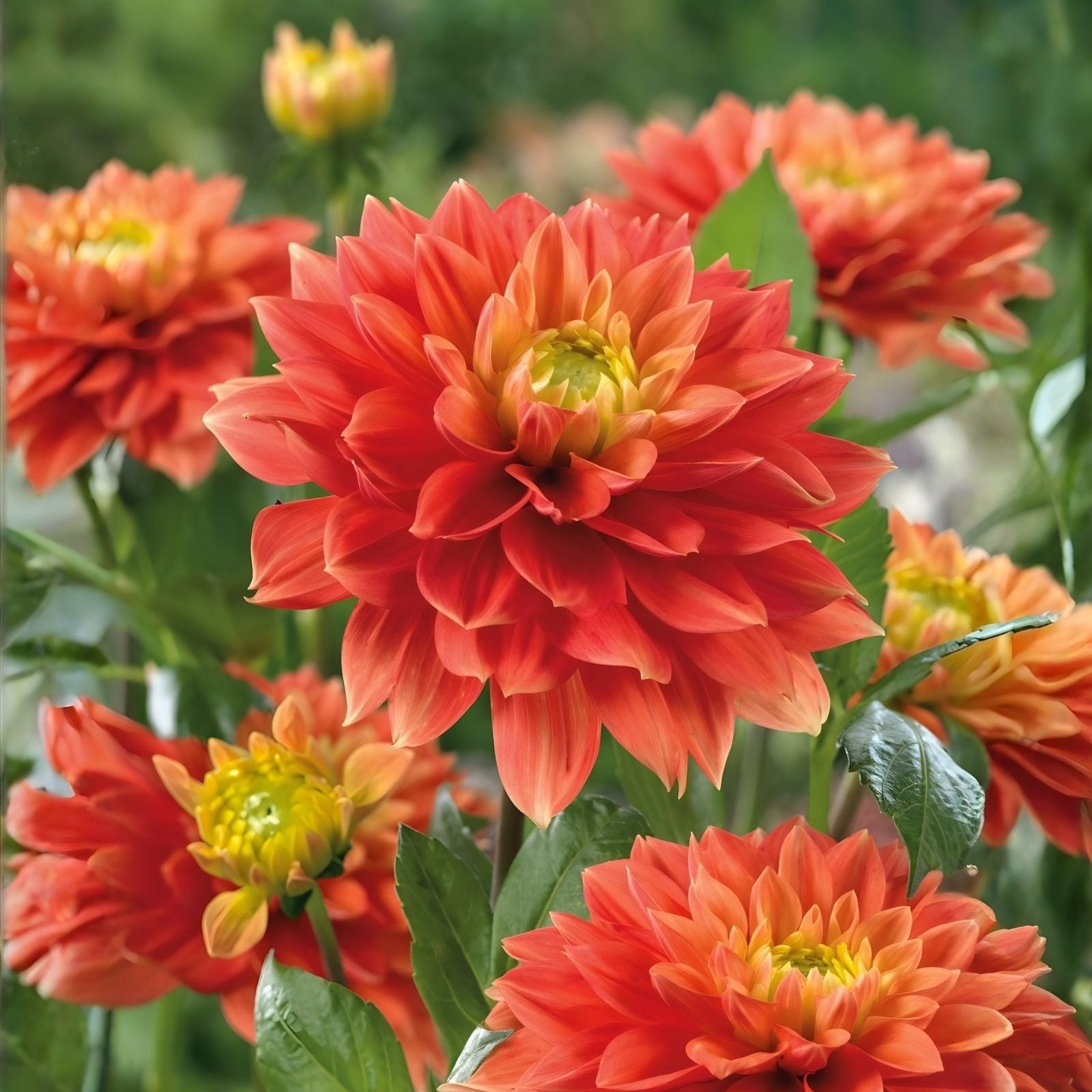 Dahlia Sunset Tropicana Bulb Tuber Orange Peach Yellow Flower Garden Plant Live Bulb