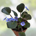 African Violet Leaf Cutting - LE-Cassiopeia Standard - Saintpaulia ionantha - Indoor Plant Propagation Material - Fast Growing