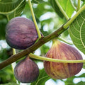 Brown Turkey Fig Cuttings 8 Pack - Ficus carica Edible Fruit Plants for Garden and Patio - Easy to Grow
