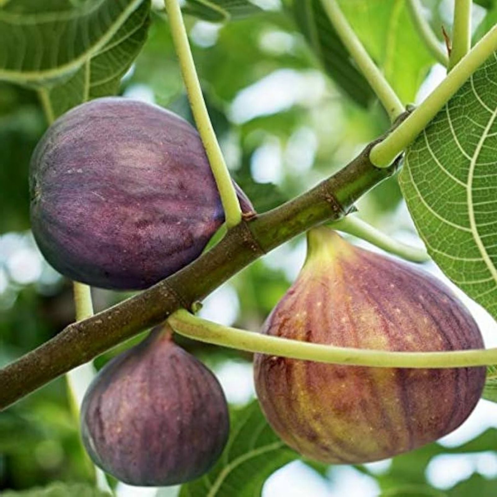 Brown Turkey Fig Cuttings 8 Pack - Ficus carica Edible Fruit Plants for Garden and Patio - Easy to Grow