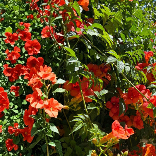 Trumpet Vine Seedlings 10-Pack Climbing Plant Vibrant Orange-Red Blooms Campsis Radicans Live Starter Plant