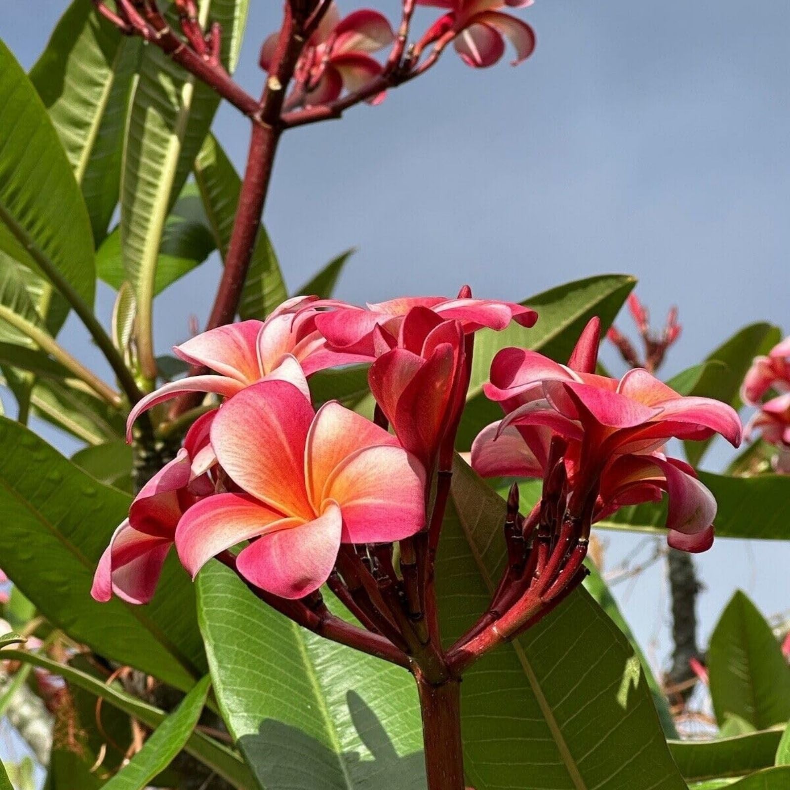 Rooted Plumeria Cutting - Fuchsia Queen - Plumeria rubra Tropical Plant for Home Decor - 18" with 2 Tips