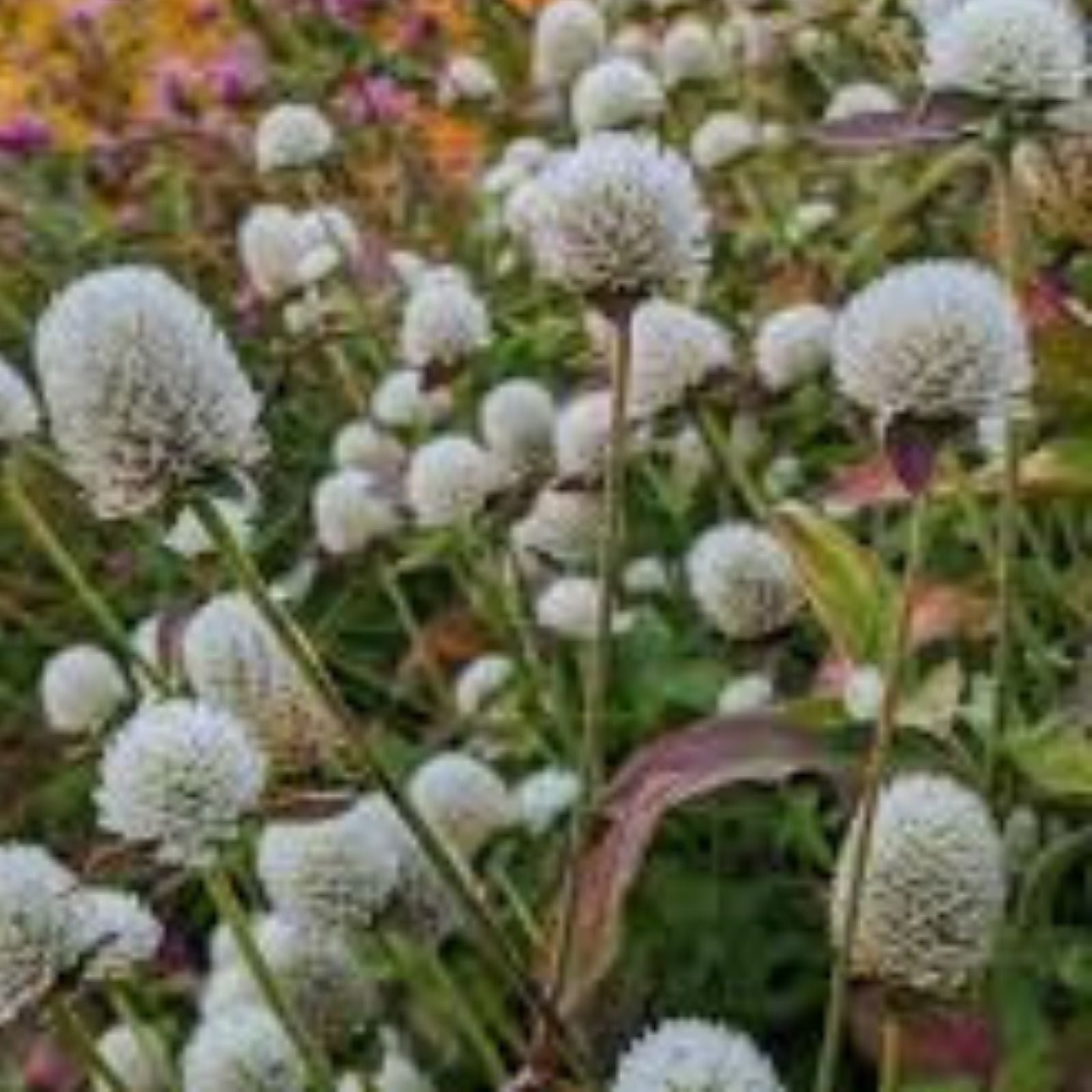 Gomphrena Seeds for Planting - White Variety - 50 Seeds - Audray White Gomphrena (Gomphrena globosa) - Fast Growing