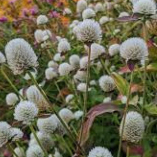 Gomphrena Seeds for Planting - White Variety - 50 Seeds - Audray White Gomphrena (Gomphrena globosa) - Fast Growing