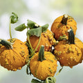 Silver Buffaloberry Seeds 100 Pack | Shepherdia argentea Hardy Native Plant for Planting | Fresh Stock