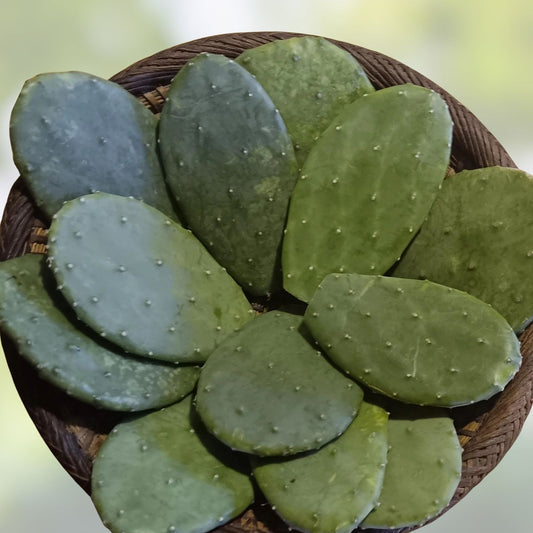 Opuntia Nopal Cactus Pads Edible Succulent for Reptiles & Humans 15+ Starter Plants Live Cactus Cutting
