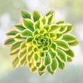 Aeonium Sunburst Succulent Cutting - Variegated Indoor Plant, Houseplant, Terrarium, Live Plant, Starter Plant