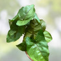 Syngonium Berry Allusion Cutting Live Indoor Houseplant Easy Care Syngonium podophyllum