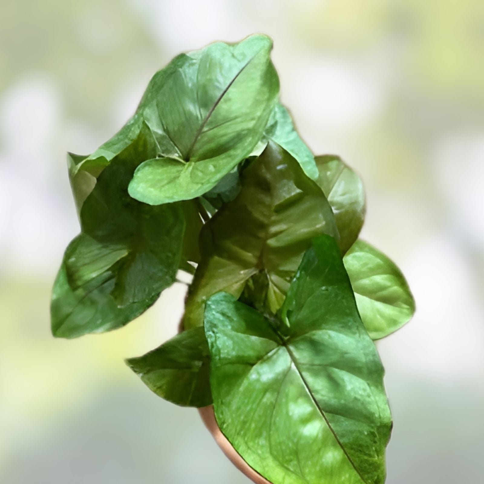 Syngonium Berry Allusion Cutting Live Indoor Houseplant Easy Care Syngonium podophyllum