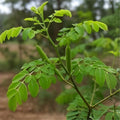 Moringa Oleifera Cutting 24" Drumstick Stem Live Plant Edible Leafing Tree Seedling