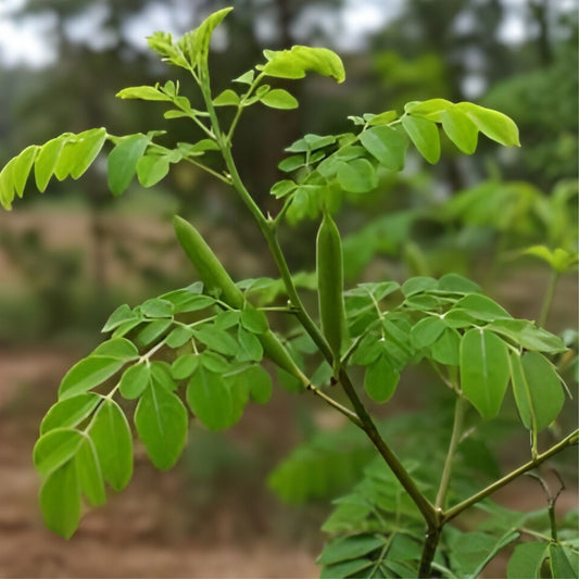 Moringa Oleifera Cutting 24" Drumstick Stem Live Plant Edible Leafing Tree Seedling