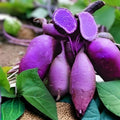 Purple Molokai Sweet Potato Slips – 5 Tip Cuttings – Edible Garden Plant – Ipomoea batatas – Fast Growing Vegetable