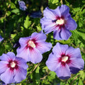 Rose of Sharon Plant Hibiscus syriacus 24-36" Live Shrub Mixed Colors Ornamental Flowering Houseplant