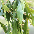 Rhipsalis goebeliana Jungle Cactus Cuttings 4 Pack 6” Live Indoor Houseplant, Unique Green Hanging Plant for Home Decor