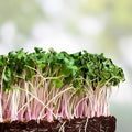 Red Kale Microgreen Seeds 12 oz – Nutrient-Dense Superfood for Home Gardening – Brassica oleracea Microgreens