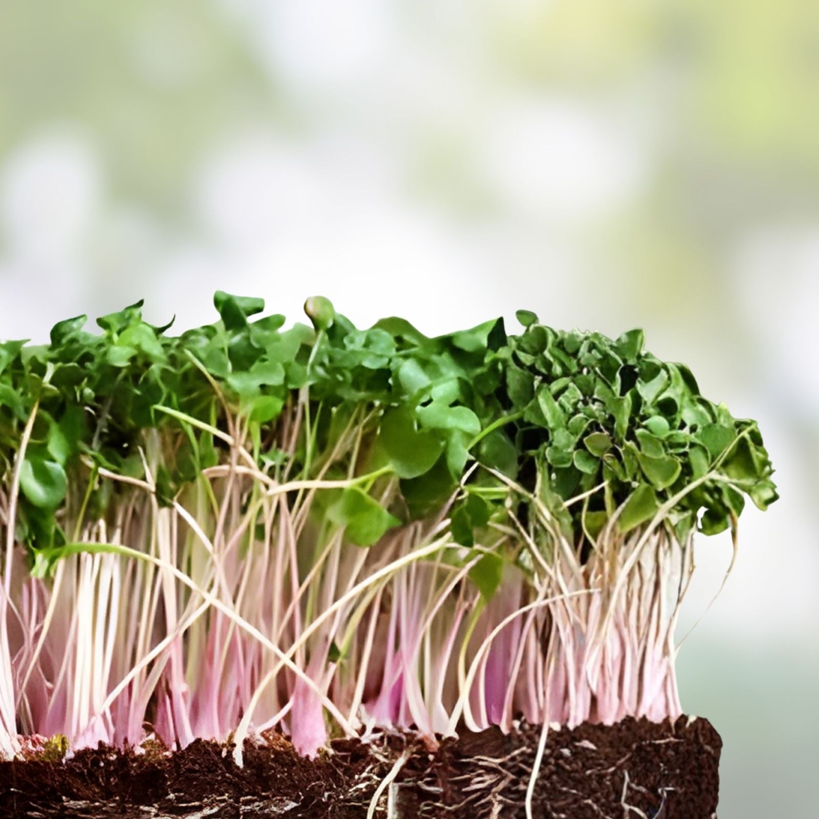 Red Kale Microgreen Seeds 12 oz – Nutrient-Dense Superfood for Home Gardening – Brassica oleracea Microgreens