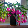 Christmas Cactus Cuttings 4-5" Red Coral Schlumbergera Indoor Plant, Holiday Gift, Easy to Grow Planting Material
