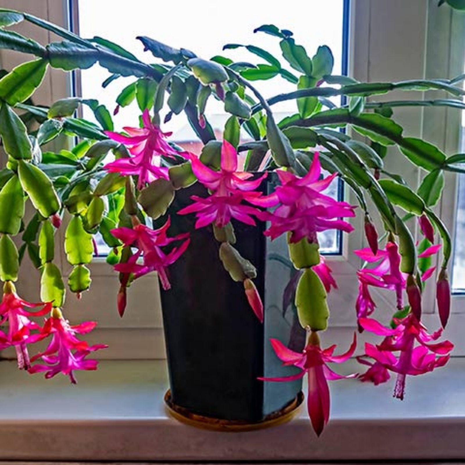 Christmas Cactus Cuttings 4-5" Red Coral Schlumbergera Indoor Plant, Holiday Gift, Easy to Grow Planting Material