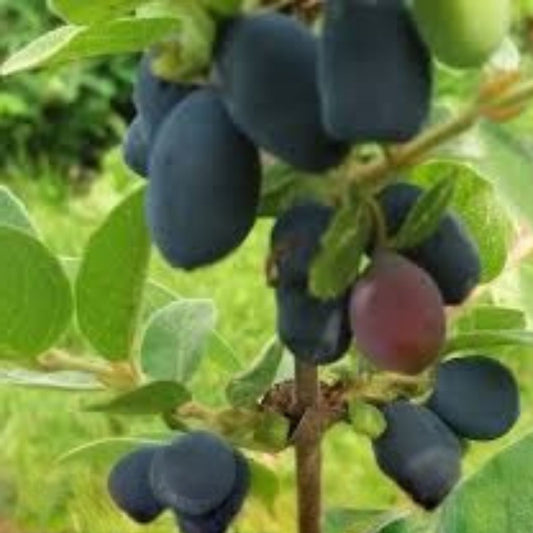 Honeyberry Cuttings 8 pcs Berry Blue Lonicera caerulea Live Planting Material for Gardening