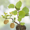 Bonsai Kiwi Tree Seeds 50 Pack | Actinidia chinensis | Indoor & Garden Kiwi Planting Seeds for Fast Growth