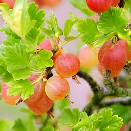 Gooseberry Cuttings 30 Pack Ribes uva-crispa Live Plant Propagation Bare Root Starter Plants – 10 Varieties, Fast Growing