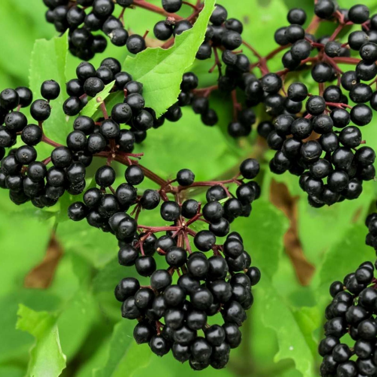 Elderberry Cuttings Sambucus Johns Variety Medicinal Shrub Live Plant Bare Root Starter Plant