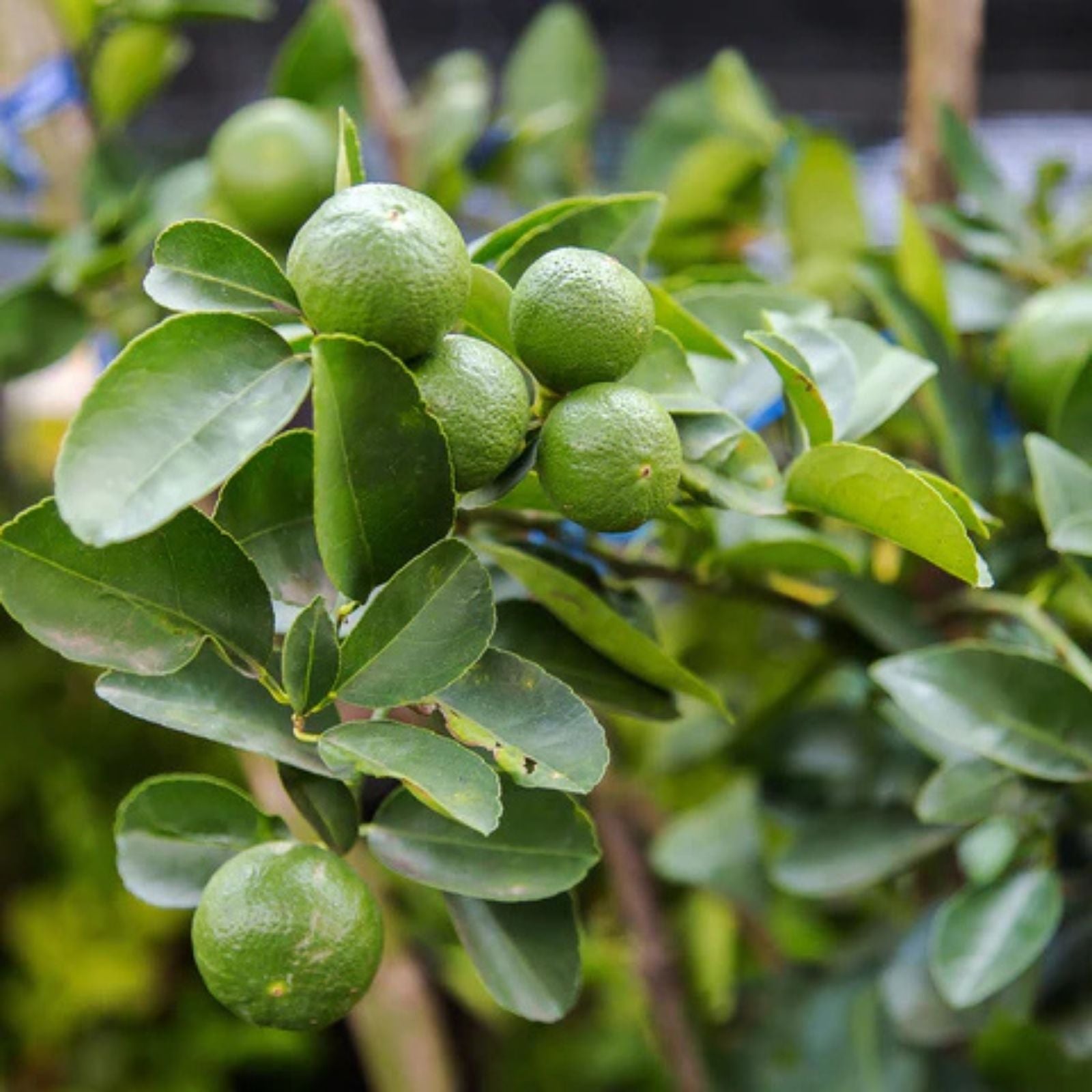 Key Lime Tree Seeds – 20+ Fast Growing Citrus aurantiifolia Seeds for Home Gardening, Fresh Lime Fruit Plant