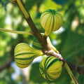 Tiger Fig Cuttings Panache Variety Ficus carica Variegated Fig Live Plant Starter Bare Root for Home Gardening