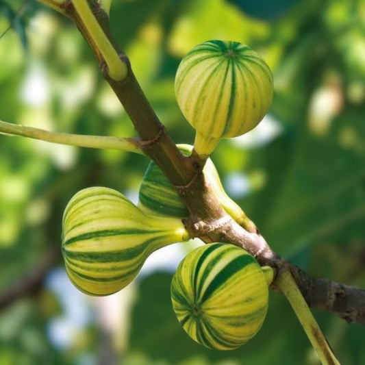 Tiger Fig Cuttings Panache Variety Ficus carica Variegated Fig Live Plant Starter Bare Root for Home Gardening