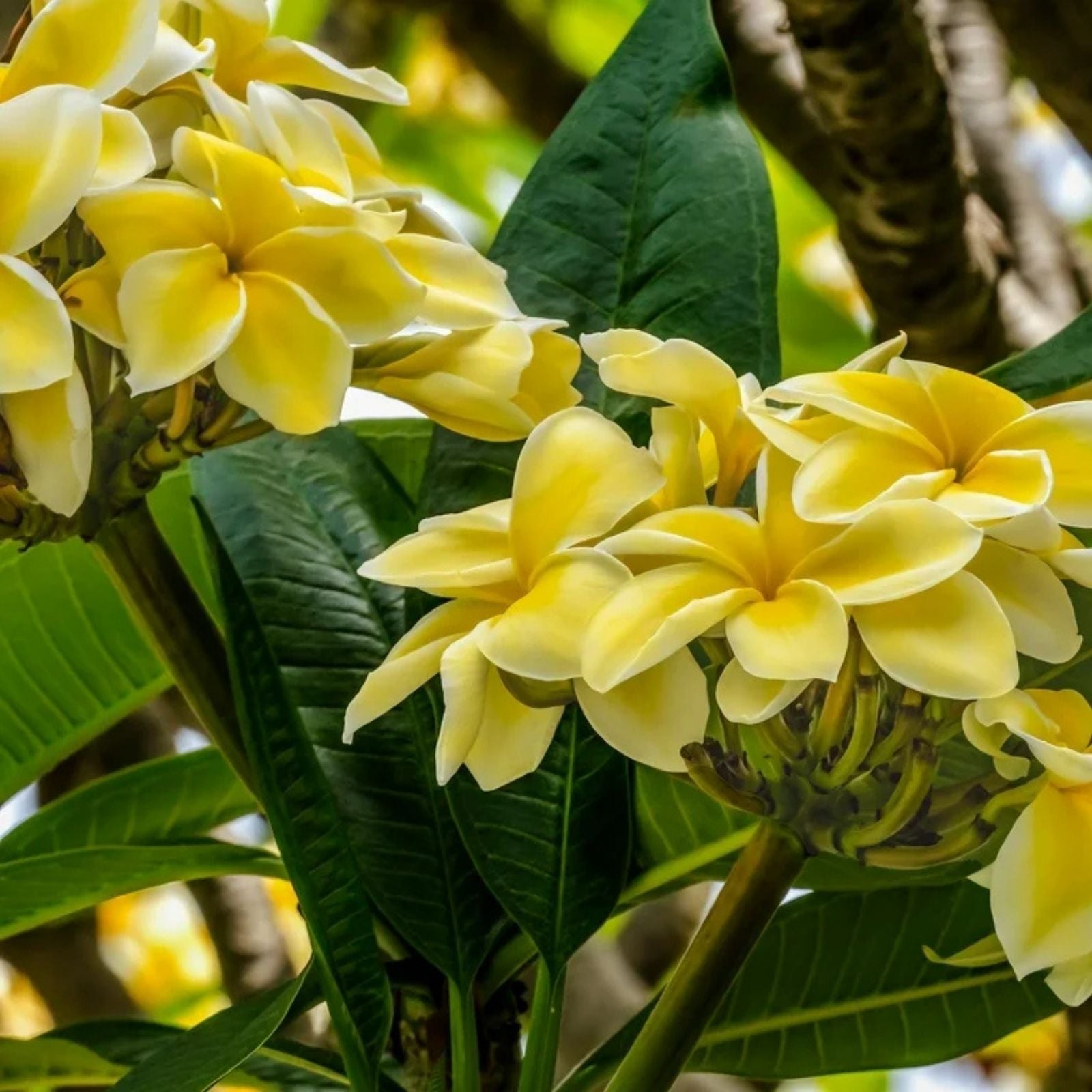 Plumeria Live Cutting Yellow Tropical Plant Frangipani Garden Flower Indoor Outdoor Plant