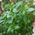 Sweet Genovese Basil Seeds - Heirloom Non-GMO Culinary Herb - Ocimum basilicum - Live Plant, Cutting, or Starter Plant