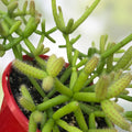 Rhipsalis grandiflora Succulent Cuttings 9 Pack, Hanging Houseplant, Rare Green Live Plant, Starter Plant, Indoor Plant