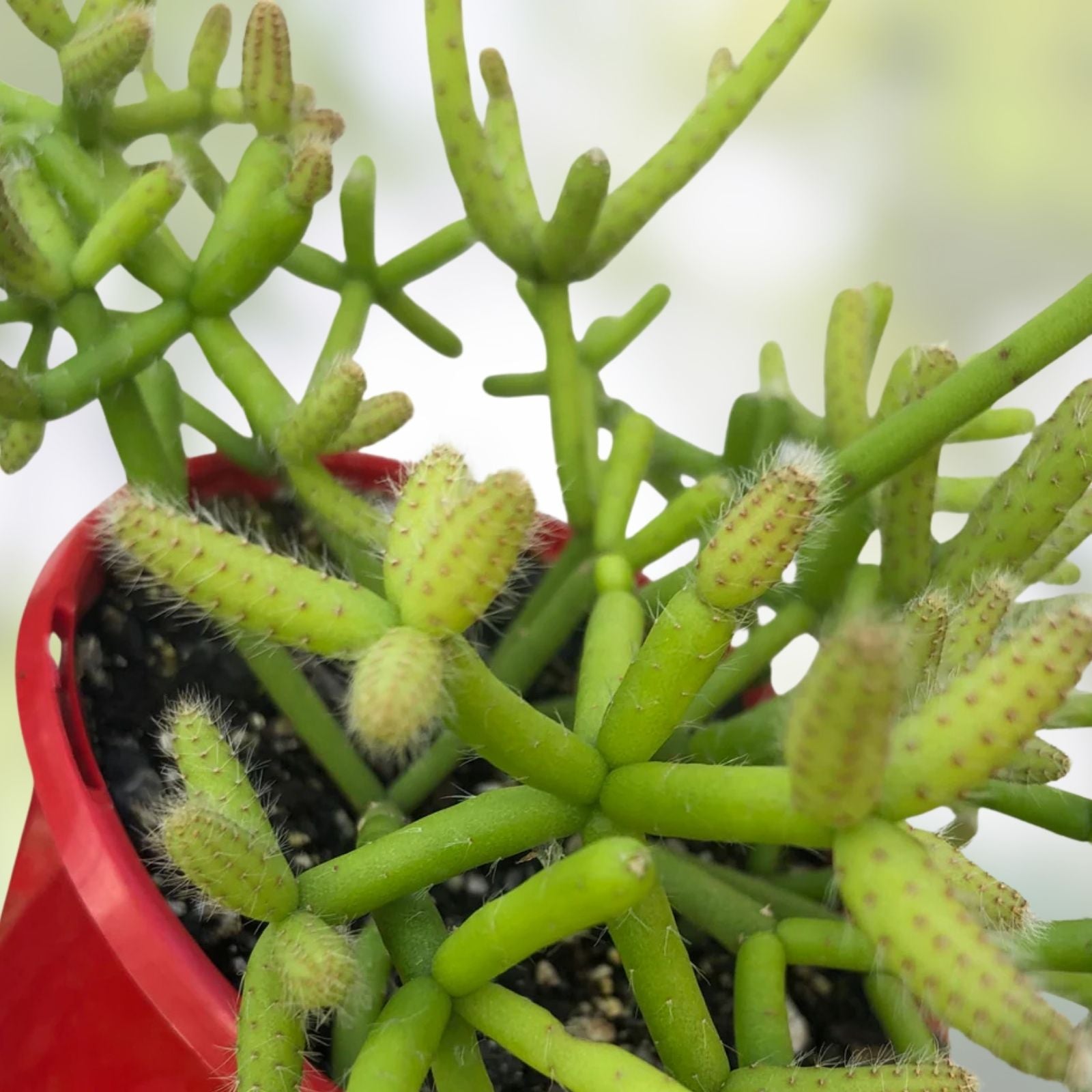 Rhipsalis grandiflora Succulent Cuttings 9 Pack, Hanging Houseplant, Rare Green Live Plant, Starter Plant, Indoor Plant
